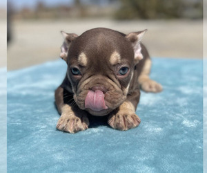 French Bulldog Puppy for sale in GLENCOE, MO, USA
