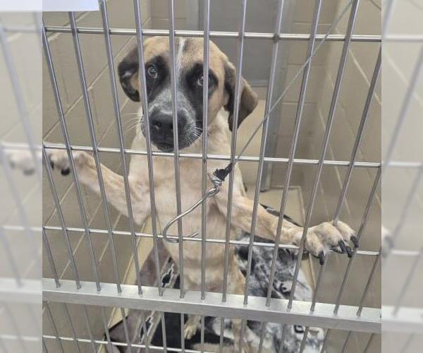 Medium Photo #1 Anatolian Shepherd-Unknown Mix Puppy For Sale in Decatur, IL, USA