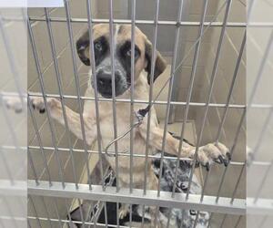 Anatolian Shepherd-Unknown Mix Dogs for adoption in Decatur, IL, USA