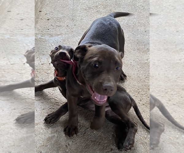 Medium Photo #3 American Bully-Labrador Retriever Mix Puppy For Sale in KENTWOOD, LA, USA