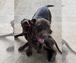 Small Photo #3 American Bully-Labrador Retriever Mix Puppy For Sale in KENTWOOD, LA, USA