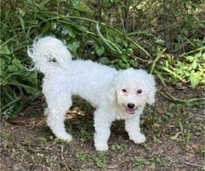 Bichon Frise Puppy for sale in TUSCALOOSA, AL, USA