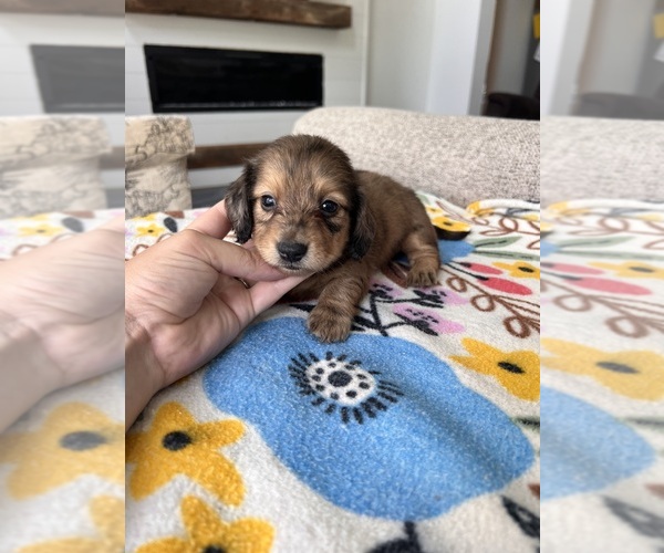 Medium Photo #3 Dachshund Puppy For Sale in BELDING, MI, USA