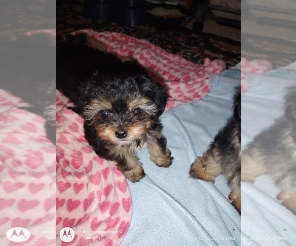 Medium Photo #8 Yorkshire Terrier Puppy For Sale in ROCK ISLAND, IL, USA
