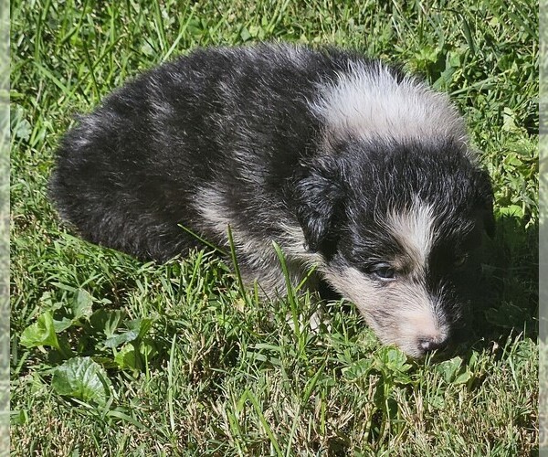 Medium Photo #9 Australian Shepherd Puppy For Sale in NELSON, VA, USA