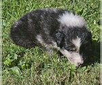 Steven - Male Australian Shepherd Puppy for Sale - Photo #9