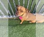 Small #4 Chihuahua Mix