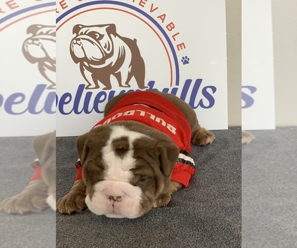 Medium Photo #9 English Bulldog Puppy For Sale in CENTERVILLE, OH, USA