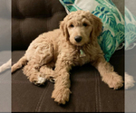 Small Photo #6 Goldendoodle Puppy For Sale in PERRYSVILLE, OH, USA
