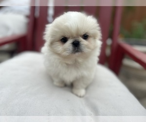 Pekingese Puppy for sale in MESQUITE, TX, USA