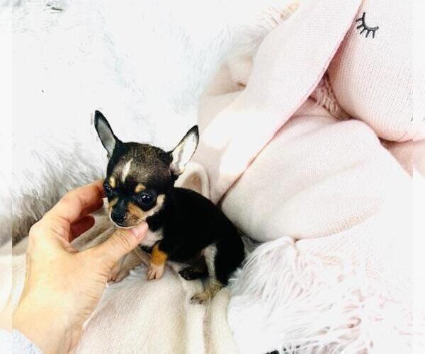 Medium Photo #27 Chihuahua Puppy For Sale in DACULA, GA, USA