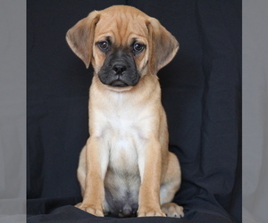 Puggle Puppy for sale in ANDERSONVILLE, VA, USA