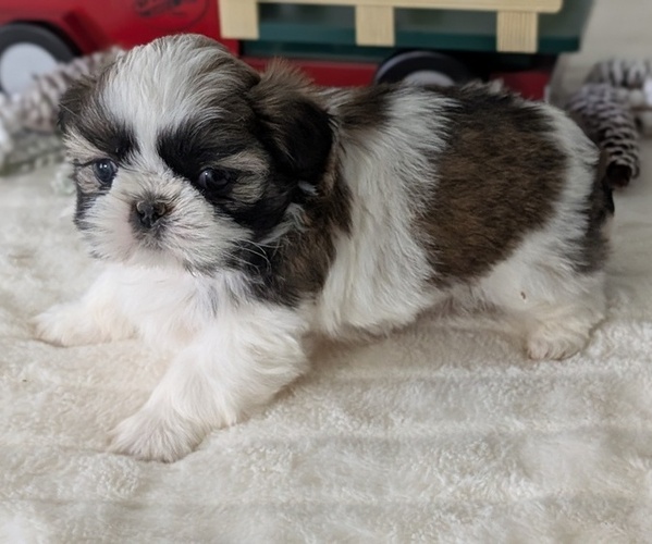 Medium Photo #12 Shih Tzu Puppy For Sale in GOSHEN, IN, USA