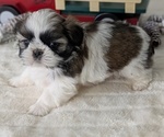 Small #11 Shih Tzu