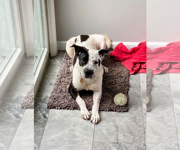 Medium Photo #3 Mutt Puppy For Sale in Rockaway, NJ, USA