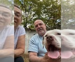 Small #17 American Pit Bull Terrier Mix