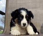 Small Photo #19 Australian Cattle Dog-Border Collie Mix Puppy For Sale in RICHMOND, MI, USA