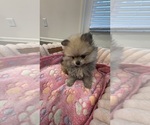 Small Photo #3 Pomeranian Puppy For Sale in OAKWOOD, GA, USA