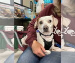 Small #8 Beagle-Chihuahua Mix
