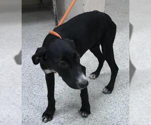 Greyhound-Unknown Mix Dogs for adoption in Conroe, TX, USA