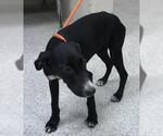 Small Greyhound Mix