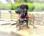 Small #1 Labrador Retriever Mix