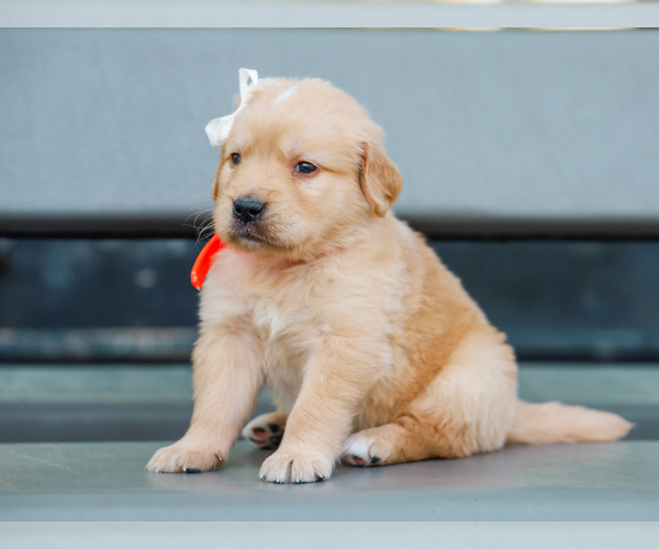 Medium Photo #2 Golden Retriever Puppy For Sale in LIBERTY, KY, USA