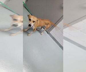 Labrador Retriever-Unknown Mix Dogs for adoption in St. Cloud, FL, USA