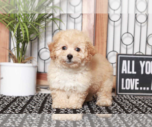 Poochon Puppy for sale in NAPLES, FL, USA