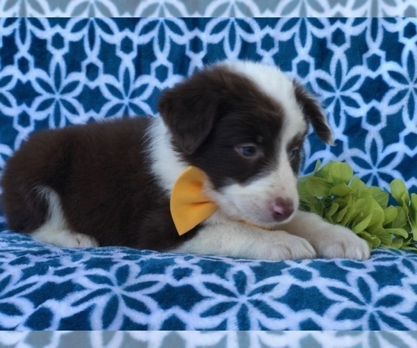 Medium Photo #14 Australian Shepherd Puppy For Sale in LAKELAND, FL, USA