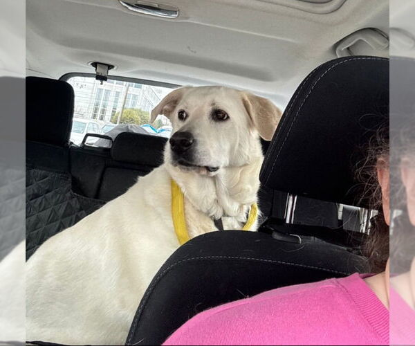 Medium Photo #2 Akbash-Great Pyrenees Mix Puppy For Sale in Winston Salem, NC, USA