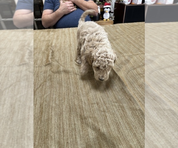 Medium Photo #34 Poodle (Miniature) Puppy For Sale in EAST AMHERST, NY, USA