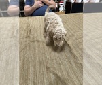 Small Photo #34 Poodle (Miniature) Puppy For Sale in EAST AMHERST, NY, USA