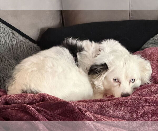 Medium Photo #5 Mutt Puppy For Sale in Clarkston, MI, USA