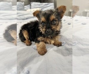 Yorkshire Terrier Puppy for sale in BROOKLAND, AR, USA