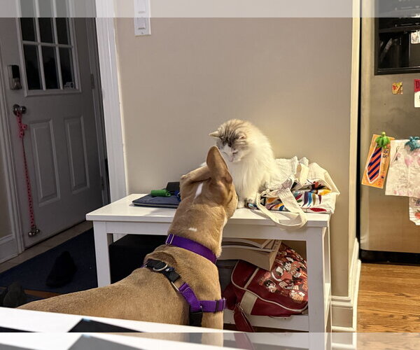 Medium Photo #8 Mutt Puppy For Sale in Crete, IL, USA