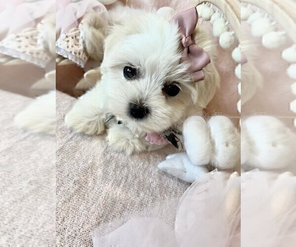 Medium Photo #13 Maltese Puppy For Sale in MIAMI BEACH, FL, USA