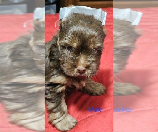 Medium Photo #3 Yorkshire Terrier Puppy For Sale in CONKLIN, NY, USA