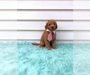 Goldendoodle (Miniature) Puppy for sale in ORLANDO, FL, USA