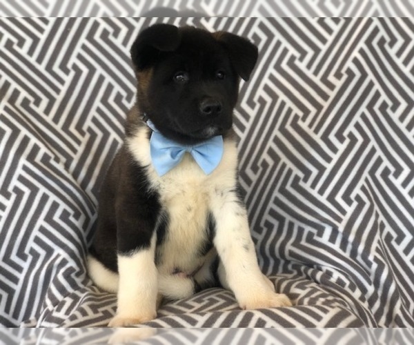 Medium Photo #1 Akita Puppy For Sale in EAST EARL, PA, USA