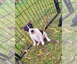 Rat Terrier Puppy for sale in BROWNSVILLE, OR, USA