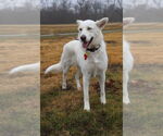 Small #1 Huskies  Mix
