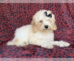 Small #5 Cockapoo (Miniature)
