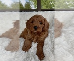 Puppy Aria Goldendoodle mix (+ Poodle Miniature)