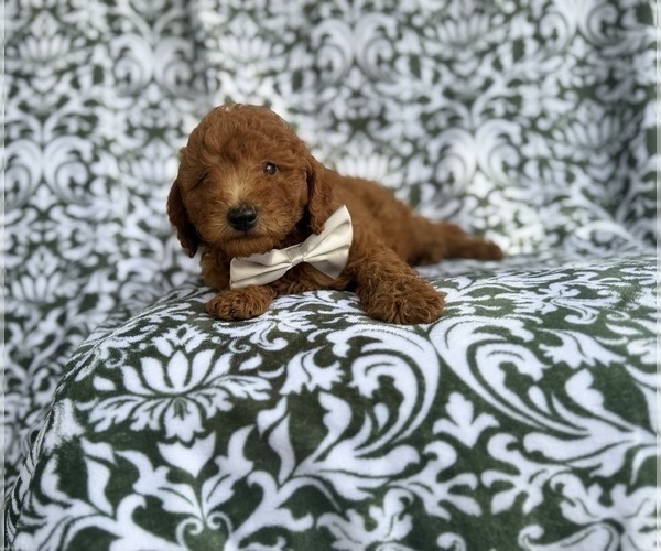 Medium Photo #5 Goldendoodle (Miniature) Puppy For Sale in LAKELAND, FL, USA
