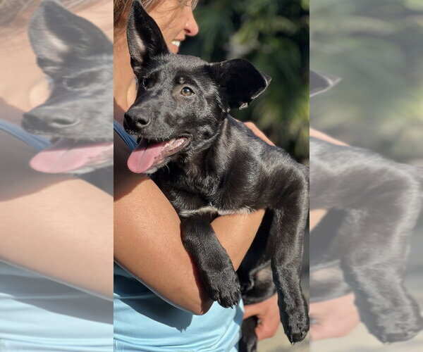 Medium Photo #22 Labrador Retriever-Unknown Mix Puppy For Sale in Dana Point, CA, USA