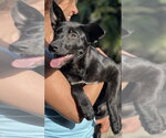 Small #21 Labrador Retriever Mix