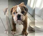 Small Photo #4 English Bulldog Puppy For Sale in IMPERIAL BCH, CA, USA