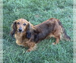 Small #1 Dachshund