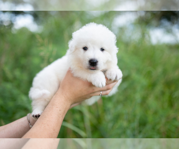 Medium Photo #17 Maremma Sheepdog Puppy For Sale in CONWAY, MO, USA
